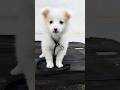one month puppy barking voice 🙊😘😘#dog #shortsfeed #shortsvideo #shortsviral #pomeranianpuppy #max