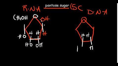 Introduction to Nucleic acids | structure, function and components