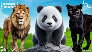 Wild Animal Sounds In Peaceful: Lion, Panda, Black Panther | Lovely Animal Moments