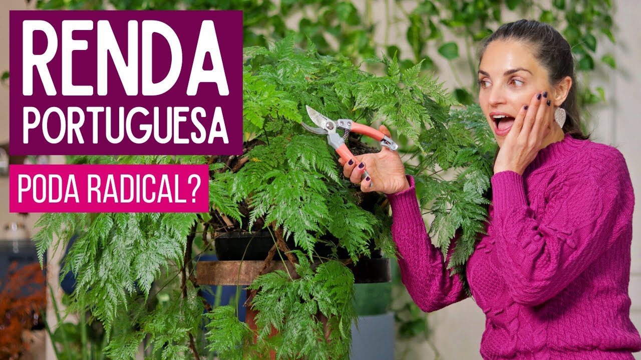 RENDA PORTUGUESA 🌿 COMO CULTIVAR, PODAR e fazer MUDAS