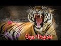 Tiger New Ringtone||SM Khan||New Ringtone||Altitude Ringtone#UDM Backround