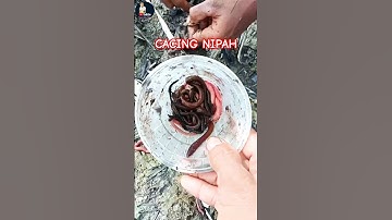 JENIS WARNA CACING NIPAH #shorts #shortsfeed #cacingnipah