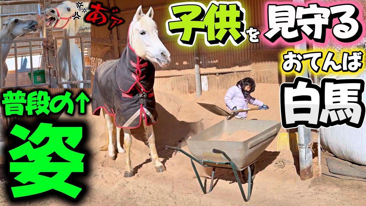 普段は他の馬に対して吠えてキレまくる狂犬白馬ミコ姫が頑張って作業をする小さな子供を見守る姿が優しさに溢れてました。【ツルマルボーイ様のシモベ】