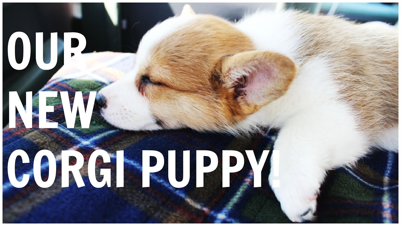 Bringing Home Our Corgi Puppy! (8 weeks old)