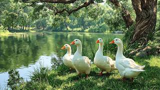 Healing River Ducks 🦆 Soft Nature Therapy That Instantly Calms the Mind🌿🌿 screenshot 2