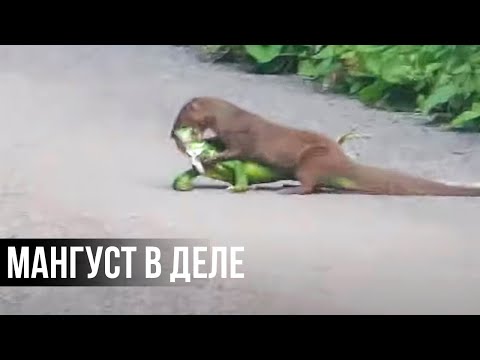 Видео: 11 Брутальных моментов, когда МАНГУСТ АТАКУЕТ и пожирает все что движется