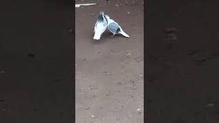 Kasni Chap Breeder Pair Ll Mashallah Beautifull Pigeon Ll Kabootar Shok