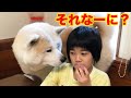 勉強もおやつも一緒だね♪秋田犬そうすけ君の自粛生活【VLOG】