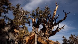 These Trees Uncover What Plunged Egypt's Climate Into Chaos