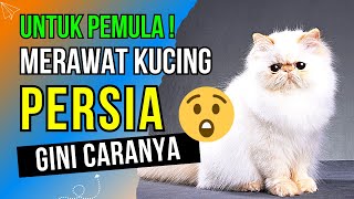 For Beginners Only ❗❗ 6 Ways to Take Care of Good and Right Persian Cats  Caring for Persian Cats