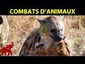Les plus horribles attaques de la hyne sur le lion lopard buffle lphant  combats danimaux