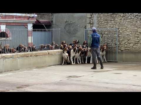 Video: Was kann man einem streunenden Hund füttern?