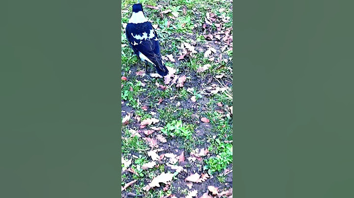 Magpie Flying into Tall Trees#birds #magpie #flying #tree