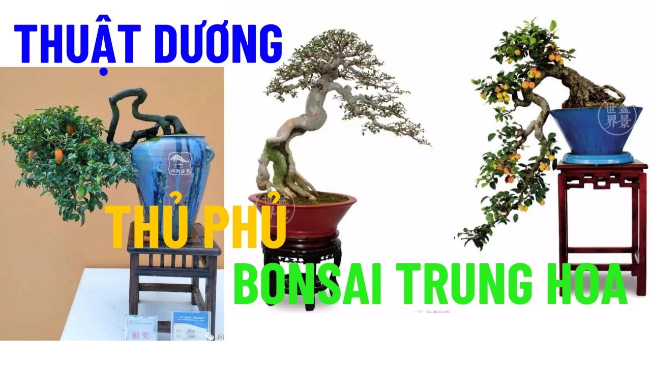 Thuật Dương – Thủ Phủ Bonsai Trung Hoa Gây Kinh Ngạc Thế Giới#Bonsai #Thuật Duong #NgheThuatCayCanh
