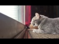 Cat Mumbles To Himself While Hunting Birds