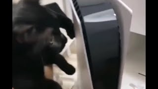 Cat Broke The Playstation 5