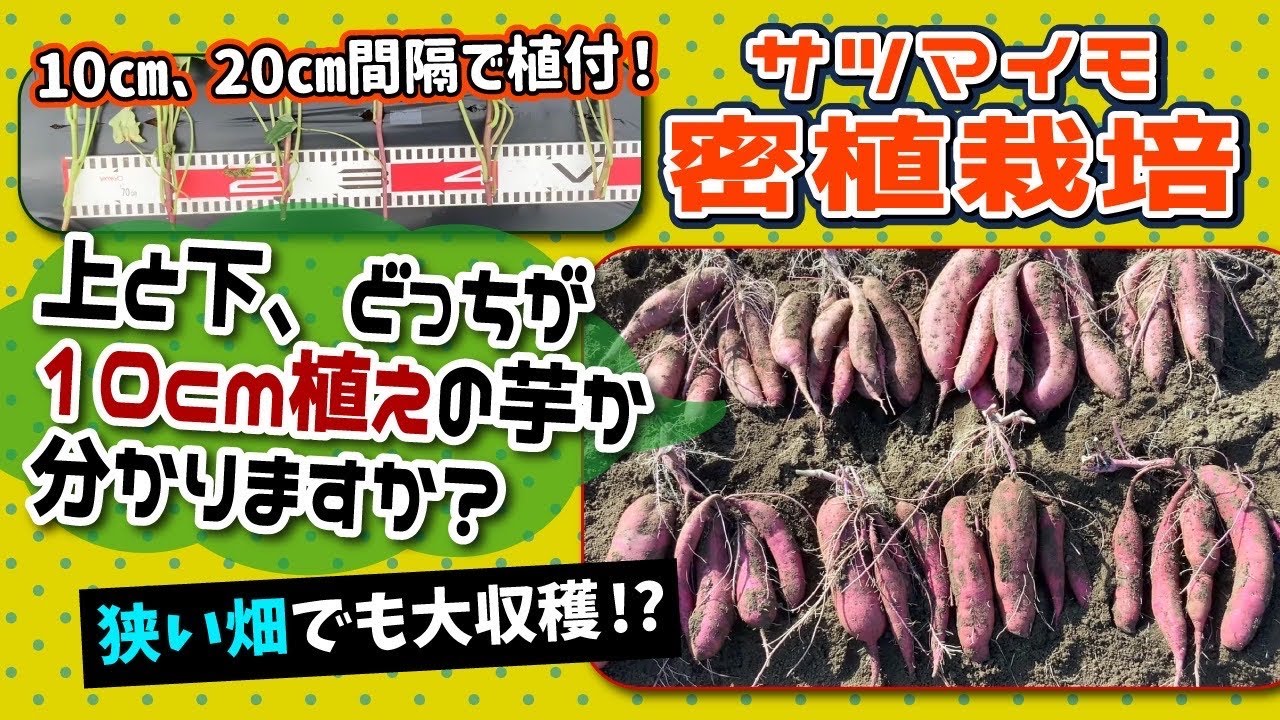 初心者の発想で驚きの結果！　超・密植植えのサツマイモ大収穫祭り　たねのハシモトミヤ