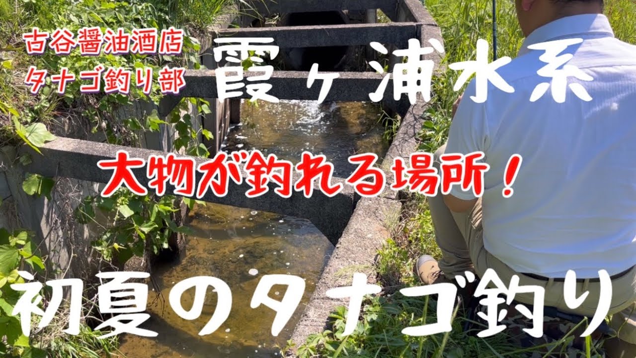 初夏のタナゴ釣り（霞ヶ浦水系）