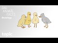 Ducklings  sad animal facts  topic