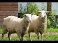 Молочные овцы Ост-фризской породы. Фермерское хозяйство "Капри"