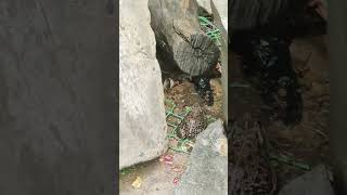 Frog sounds #viral #frogs