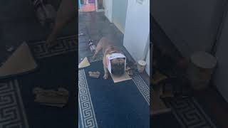Guilty Dog's Encounter with Recycling Bin