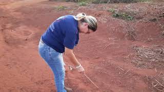 cobra 🐍 de duas cabeças e Marcia Adriana vidotto videira