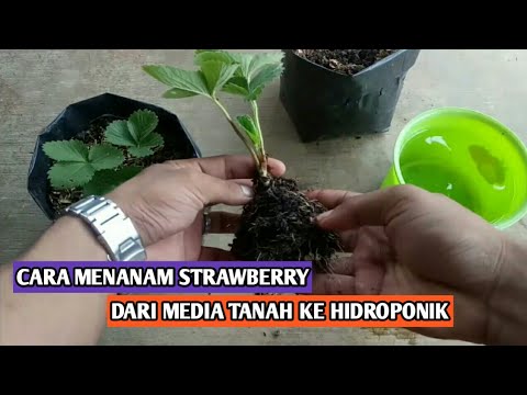 Video: Bila perlu menanam strawberi pada musim gugur ke lokasi baru