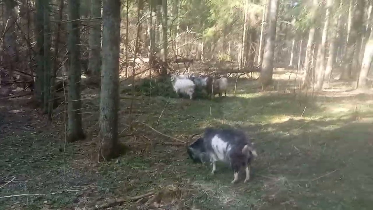 Моё ХозяйствоВесенний Выпас2025ДетёнышиЗвери Едят ТравуНа Поляне