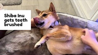 Shiba Inu gets teeth brushed