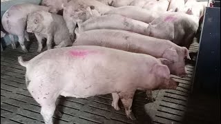 видео: ЦІНИ на СВИНЕЙ, Мʼясо та Сало-Годівля Поросяток  при ВІДЛУЧЦІ щоб не було Діарей картинка: ЦІНИ на СВИНЕЙ, Мʼясо та Сало-Годівля Поросяток  при ВІДЛУЧЦІ щоб не було Діарей