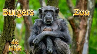 4K HDR Burgers Zoo Relaxing Film