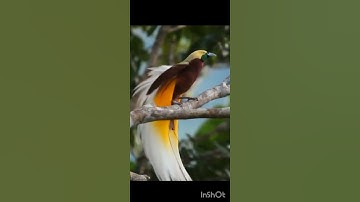 إبداع الخالق سبحان الله العظيم آيات بصوت القارئ يوسف العيدروسي
