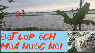 Đặt Lợp Ếch Mùa Nước Nổi Là Nghề Mưu Sinh