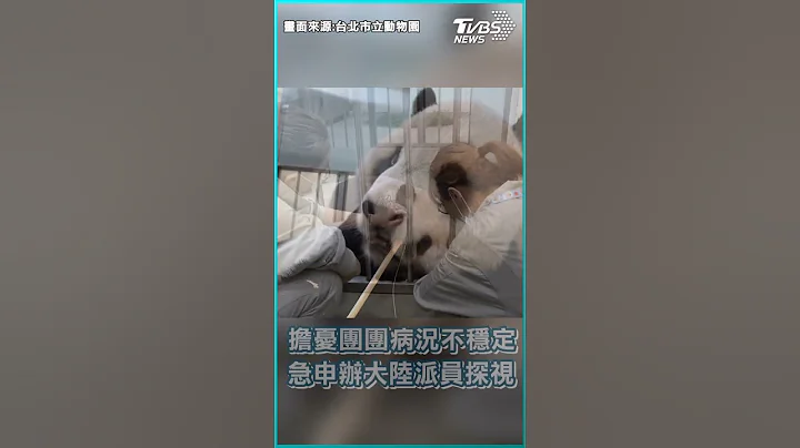 团团病重不乐观 大陆专家跨海探视｜TVBS新闻 #shorts - 天天要闻