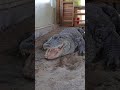 Alligator throws up chicken shorts