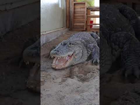 Video: Crocodile blunt: photo, description, food