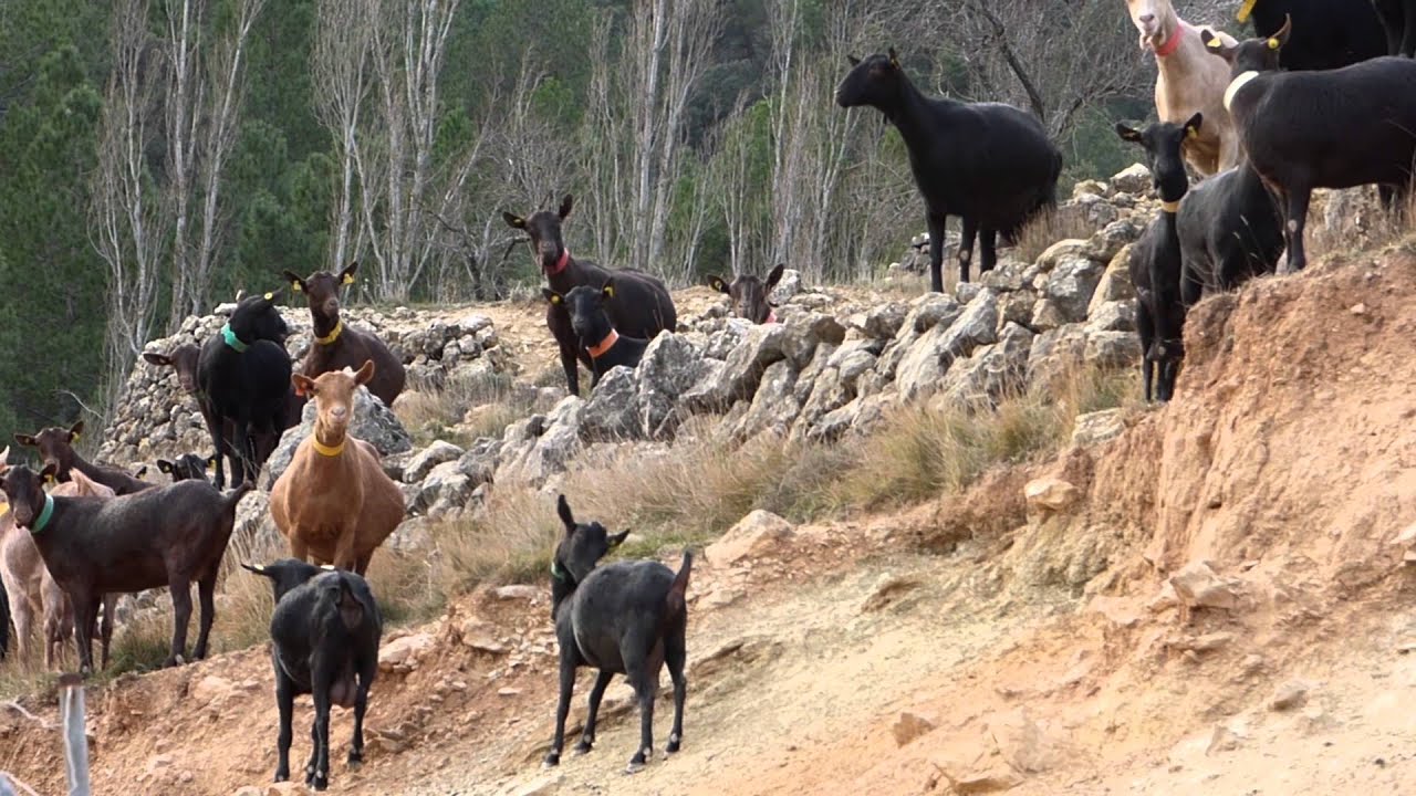 mi pueblo, mi vida (Peñarroya de Tastavins - 2016)