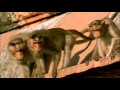 BBC Natural world - The Monkey Prince PART 5