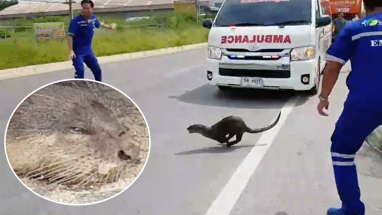 Otter Rescued After Being Injured By Passing Car YouTube