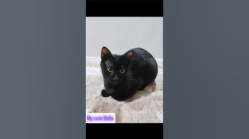 Thumbnail of cute Bella #song #viralvideo ☺️😁☺️#cat