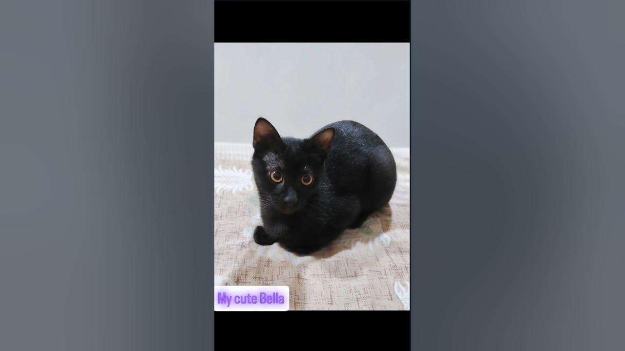cute Bella #song #viralvideo ☺️😁☺️#cat