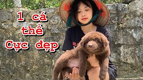 Rất Hiếm Khi Gặp Được Cá Thể Chó Xù Bắc Hà Đẹp Như Thế Này| Giá Cực Rẻ