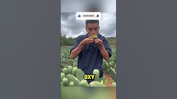 Trái Xương Rồng – Siêu Thực Phẩm Giữa Gai Nhọn và Sa Mạc #shorts