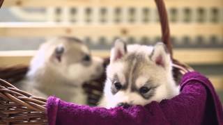 Husky puppies: Day 29 - Merlin in the busket