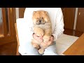 生後70日のチャウチャウの子犬お迎え初日、かわいすぎる