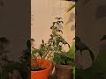 My plants and tulsi god worship place