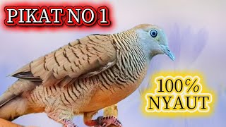 Download Lagu Pikat nomor 1 di jamin langsung  Nyaut MP3