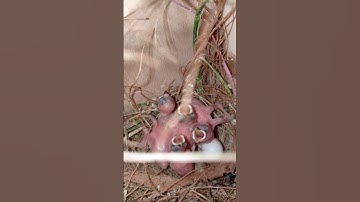 java breeding progress  @finchjavarwp1688 @java