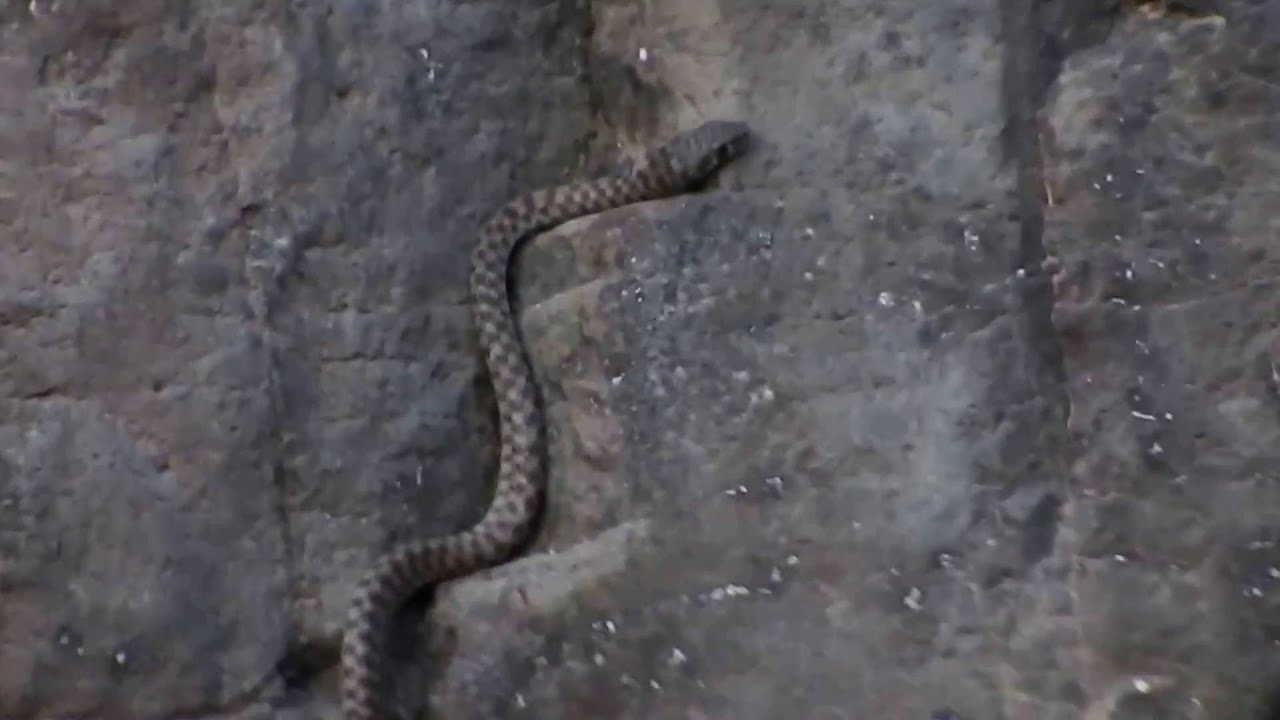 Wadi Racer Wadi Racer UAE Platyceps rhodorachis part I, Cliffclimber - YouTube